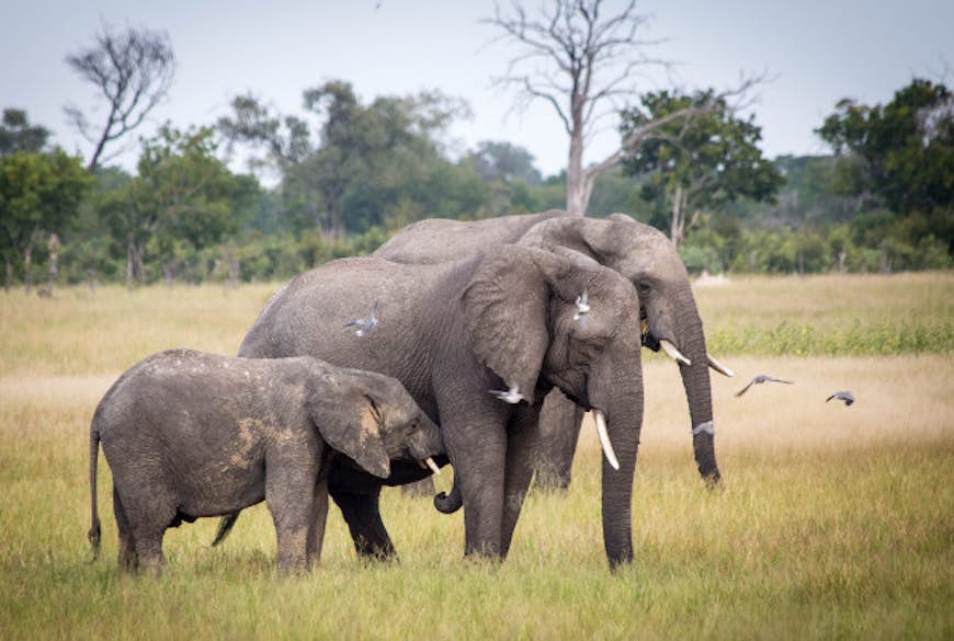 Elephants in the Hwange National Park.