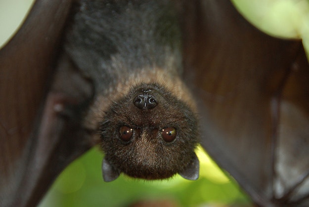 Juvenile Mariana Fruit Bat.
