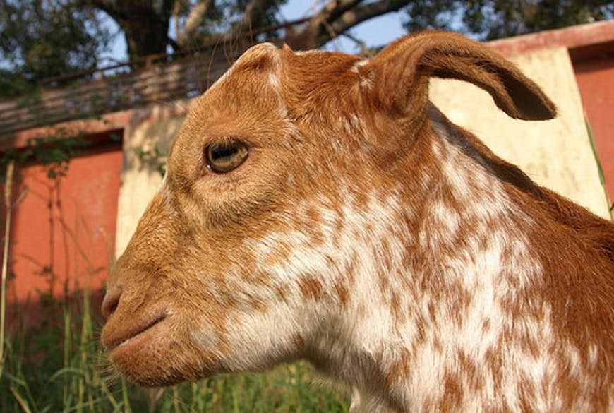 A goat in India.