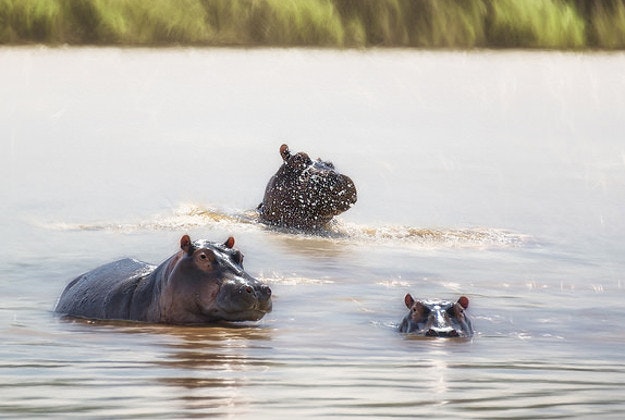 Hippos swimming in KwaZulu-Natal.