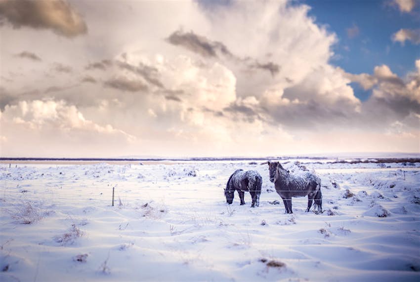 Travel News - Iceland A snowy scene in Iceland.