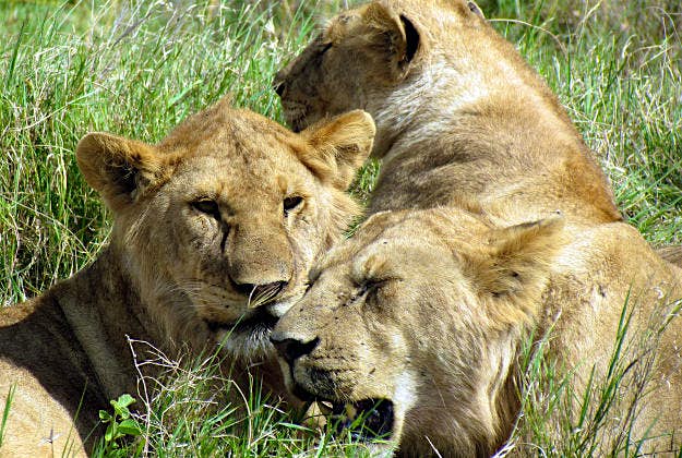 Travel News - Lions Lions in the Serengeti National Park, Tanzania.
