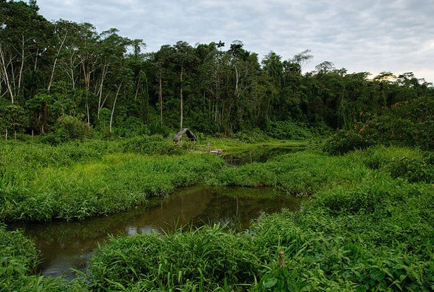 Manu National Park, Peru.
