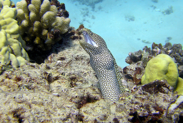 A Whitemouth Moray eel off the coast of Hawaii.