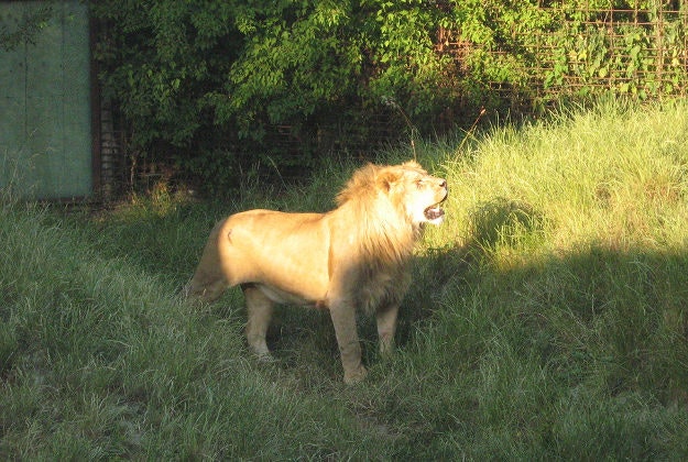 A lion at Odense Zoo.