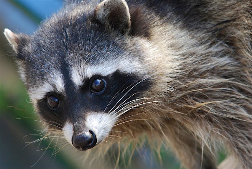 Travel News - Raccoon Raccoon runs riot in Tokyo.