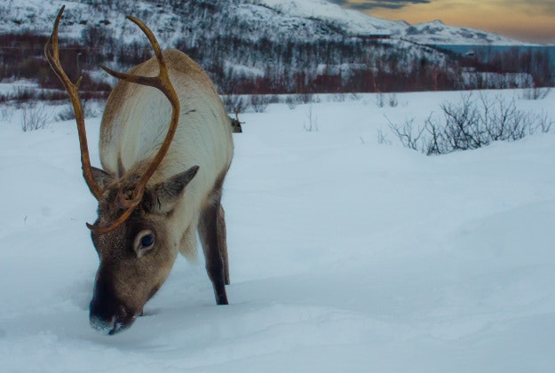 'Say cheese' to Norway's selfie-taking reindeer.
