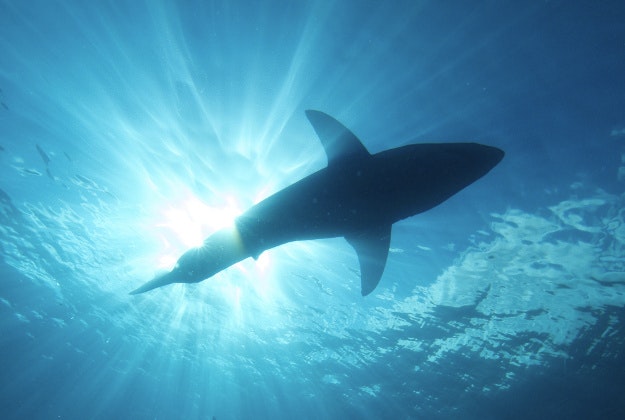 Shark attack parody ad deemed insensitive.