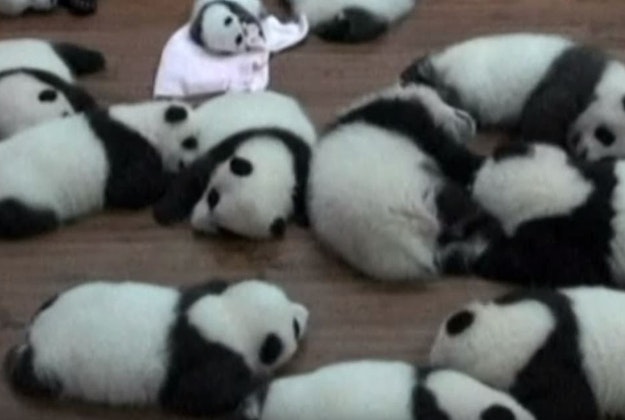 12 baby pandas debut in China