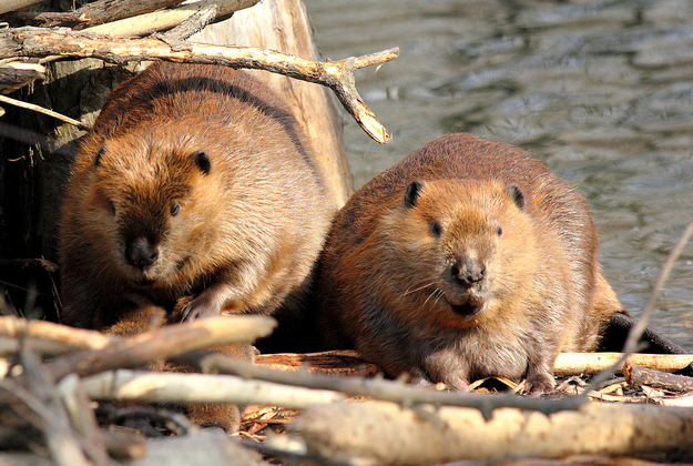 Idaho beavers survived odd game management in the 1940s.