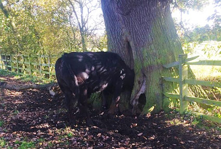 Travel News - bull (2) A bull got his head stuck in a tree with hilarious consequences
