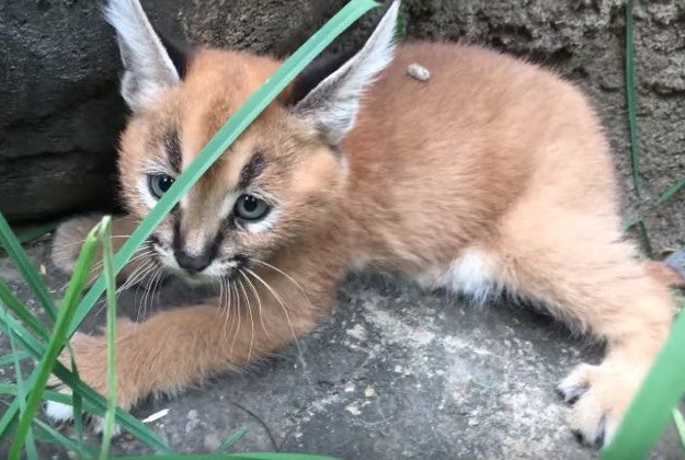 Six-week old caracals at the Oregon Zoo begin to venture outside. 
