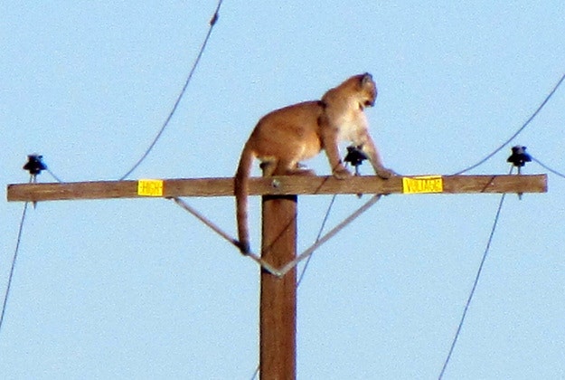 In this Tuesday, Sept. 29, 2015, photo, a mountain lion stands on a power pole in Lucerne Valley, Calif. The cougar stayed atop the pole all afternoon Tuesday, but was gone by Wednesday morning according to the The Victor Valley Daily Press. 