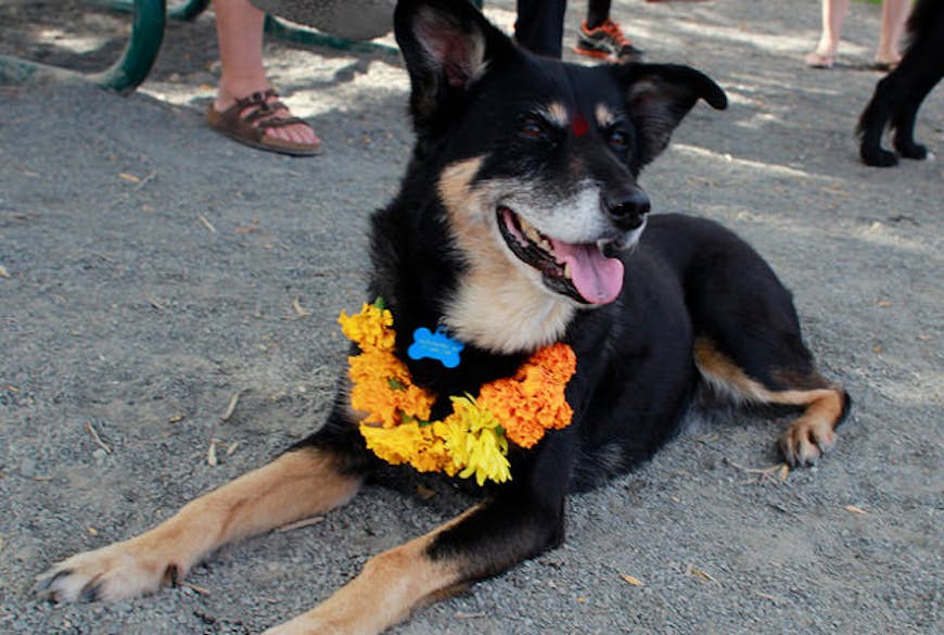 Nepal celebrates its canine companions.