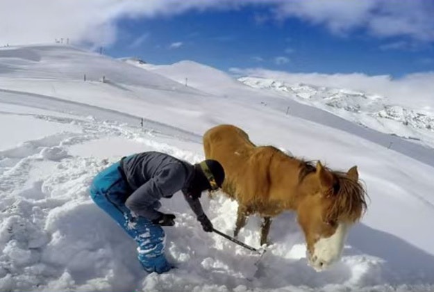 Snowboarder Rafael Pease digs out a horse stuck in snow on a mountain in Chile. 