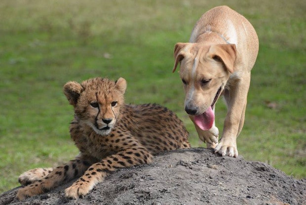 Kumbali the cheetah and Kago the dog will live together as companions at the Metro Richmond Zoo. 