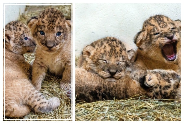 One female and two male lion cubs were born on Sept. 21. 