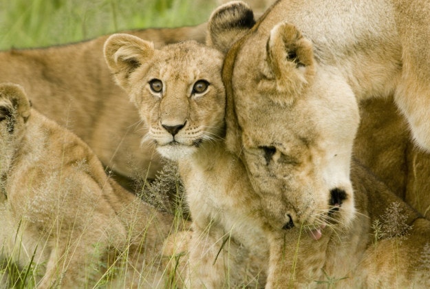 Lion populations are dwindling across Africa