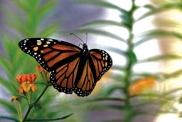 Monarch butterflies making a comeback in California.