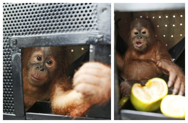 An estimated one-year-old Sumatran orangutan looks out from inside a cage upon arrival at Kuala Namu International Airport in Deli Serdang, North Sumatra, Indonesia, Tuesday. 