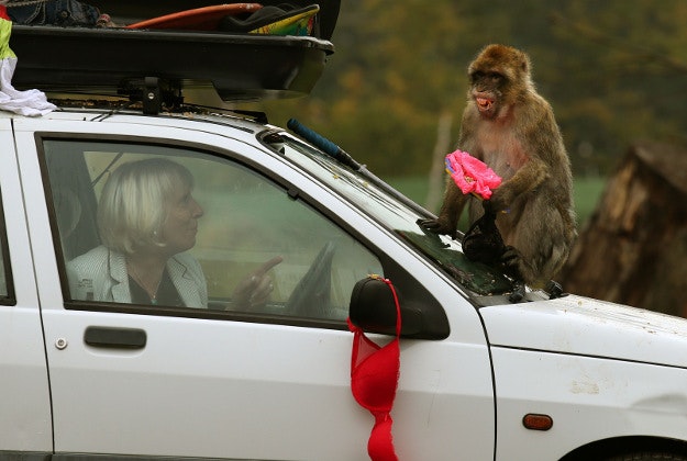 Margaret Davidson watches the Barbary macaques that have raided her vehicle. 