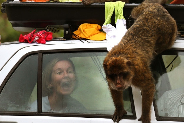 Sasha Muir watches the Barbary macaques raid the luggage attached to the vehicle. 