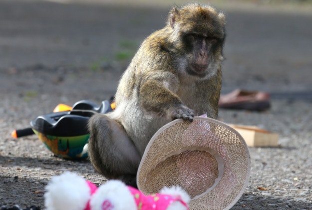 To mark the opening of the reserve and as a bit of fun for the monkeys, a photo opportunity was staged to show what can happen and as a reminder for visitors to remain in their cars with their windows, doors and luggage racks firmly shut.