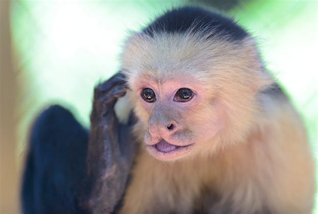 Travel News - monkey Monkey business on board Las Vegas-bound flight.