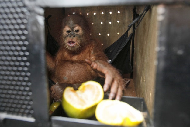 An estimated one-year-old Sumatran orangutan eats oranges inside a cage upon arrival at Kuala Namu International Airport in Deli Serdang, North Sumatra, Indonesia, Tuesday. 