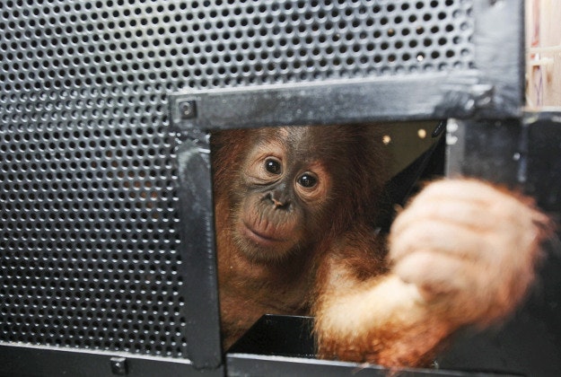 An estimated one-year-old Sumatran orangutan looks out from inside a cage upon arrival at Kuala Namu International Airport in Deli Serdang, North Sumatra, Indonesia, Tuesday.