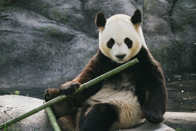 Toronto Zoo's Er Shun the giant panda is pregnant with twins. 