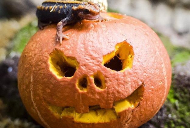 A newt crawls on a carved pumpkin at Bristol Zoo, where animals are being given Halloween themed treats as part of the enrichment programme in the run up to the holidays.