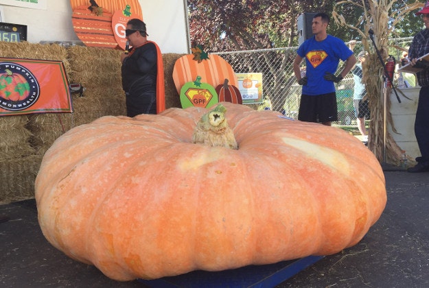 In this Saturday, Oct. 3, 2015, photo, the grand prize-winning pumpkin weighing in at 1,806 pounds is displayed at the Elk Grove Giant Pumpkin Festival in Elk Grove, Calif. This year's pumpkin grown by Tim Mathison, of Napa, Calif., wasn't big and round, but wide and flat, leading judges to nickname it "The Flying Saucer."