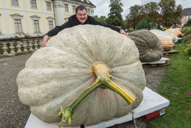 Robert Jaser poses with his Atlantic Giant pumpkin at the palace in Ludwigsburg, Germany, Sunday, Oct. 4, 2015. Weighing 812.5 kilograms, the pumpkin won the German championship title. 