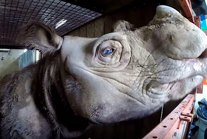 Travel News - rhino The only Sumatran rhino on public display, Harapan, will be sent to Indonesia for breeding.