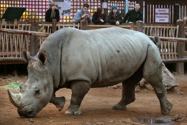 Tswane  the Southern white rhino explores her new enclosure  after being   lowered into position using a crane  as she arrives at Blair Drummond Safari Park near Stirling.