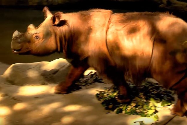 The only Sumatran rhino on public display, Harapan, will be sent to Indonesia for breeding. 