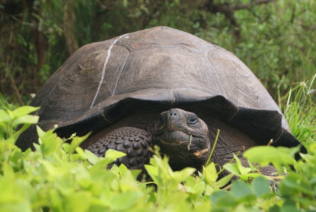 This Aug. 30, 2015 photo released by Galapagos National Park shows a new species of tortoise on Santa Cruz Island, Galapagos Islands, Ecuador. 