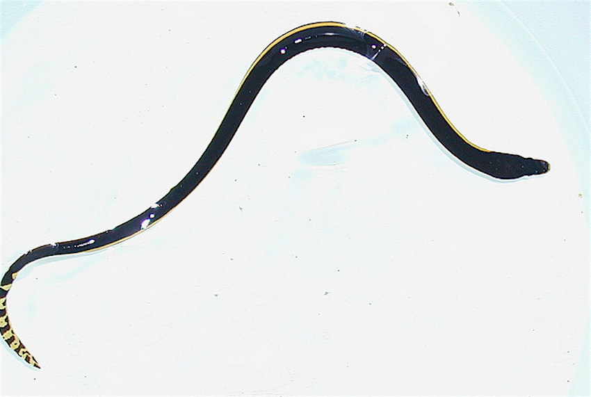 Travel News - yellow-belliedseasnake A yellow-bellied sea snake washed up in California.