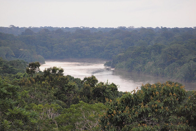 Amazon rainforest, Peru.