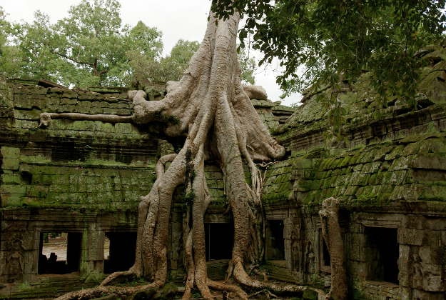 The forests around the temples of Angkor Wat.