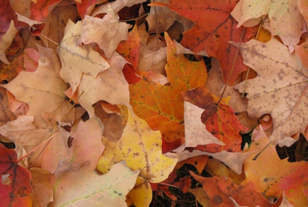 Autumn leaves.