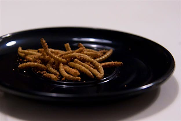 Travel News - Bugs Fancy a bug burger? You can now get one in west Wales