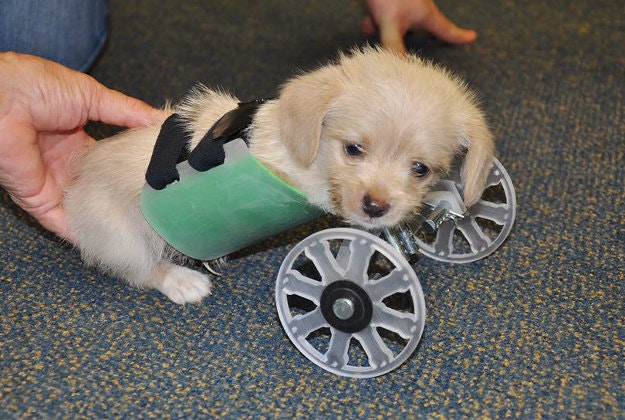 Tumbles the two=legged puppy received a 3D printed wheelchair. 