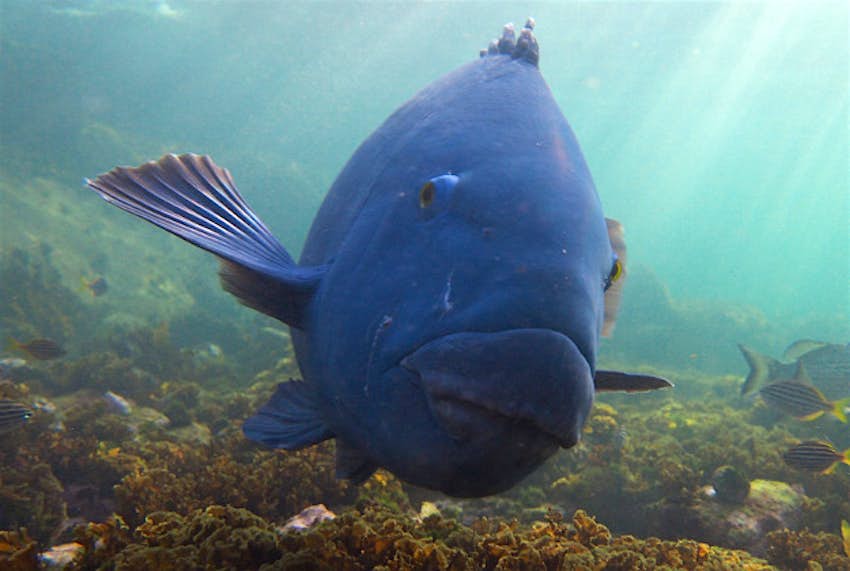 Travel News - Eastern blue groper Sylke Rohrlach Eastern Blue Groper.