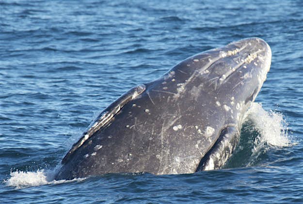 You Can Swim With Humpback Whales In Wa Lonely Planet