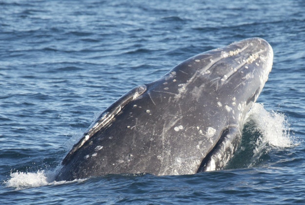 Travellers to Western Australia can swim with humpbacks from mid-2016.
