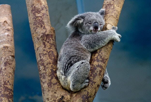 A snoozing koala at Taipei Zoo.