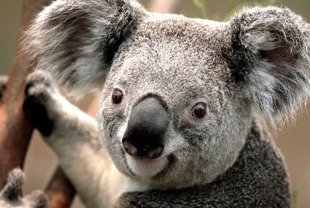 Koala conservation takes an unusual turn.