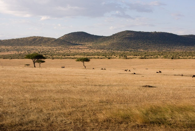 The plains of the Masai Mara in dryer days.